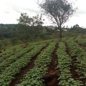 Meet your Posher, Felix